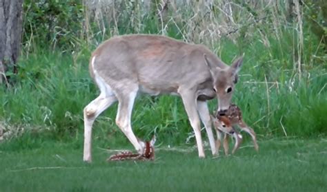 The Deer Child A Story of Compassionate Abandonment and Unexpected Reunification!