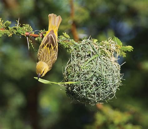 Why Does The Weaver Bird Sing So Sweetly? A Glimpse into 11th Century Indian Folklore